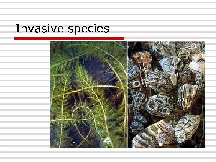 Invasive species 