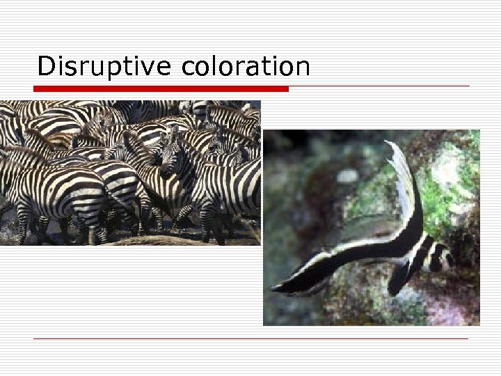 Disruptive coloration 