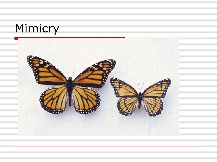 Mimicry 