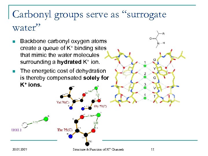 Carbonyl groups serve as “surrogate water” n Backbone carbonyl oxygen atoms create a queue