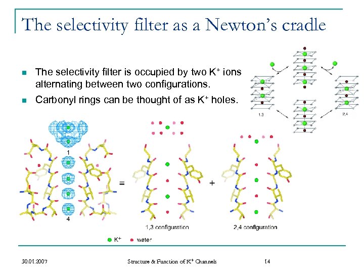 The selectivity filter as a Newton’s cradle n The selectivity filter is occupied by