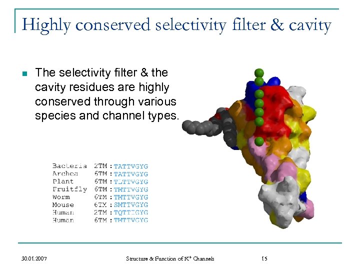 Highly conserved selectivity filter & cavity n The selectivity filter & the cavity residues