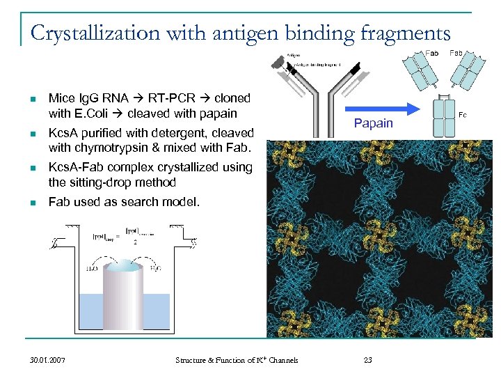 Crystallization with antigen binding fragments n Mice Ig. G RNA RT-PCR cloned with E.
