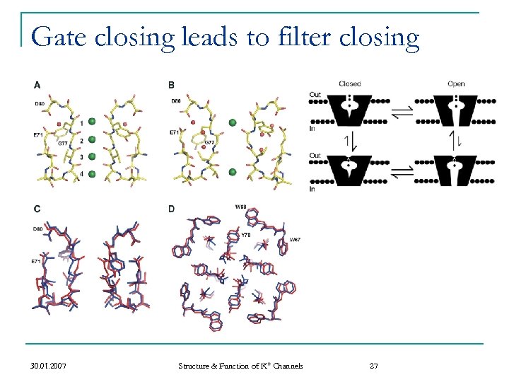 Gate closing leads to filter closing 30. 01. 2007 Structure & Function of K+