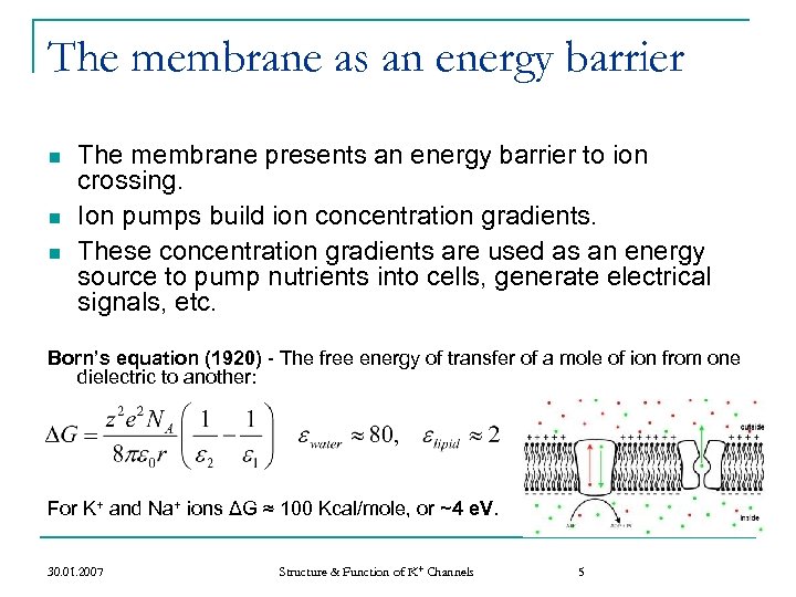 The membrane as an energy barrier n n n The membrane presents an energy