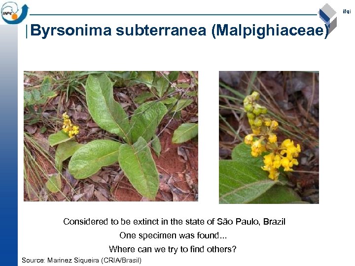 Byrsonima subterranea (Malpighiaceae) Considered to be extinct in the state of São Paulo, Brazil