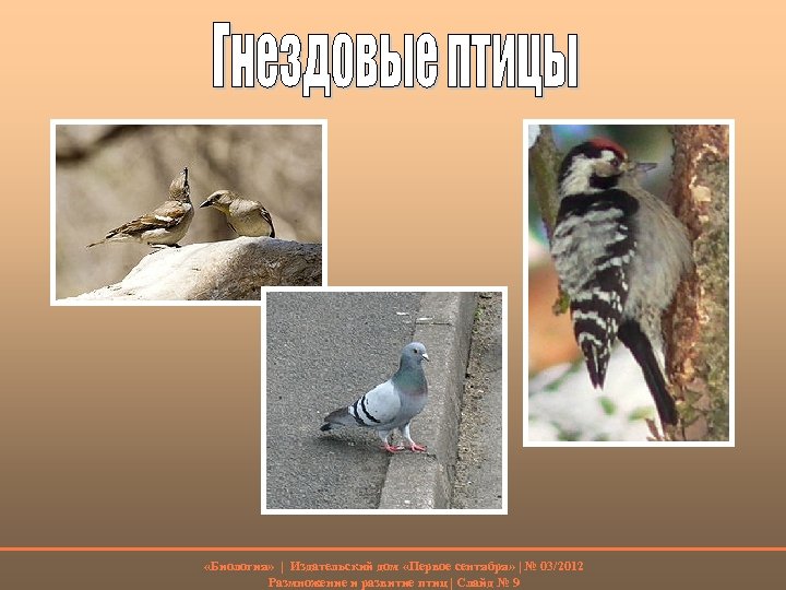  «Биология» | Издательский дом «Первое сентября» | № 03/2012 Размножение и развитие птиц