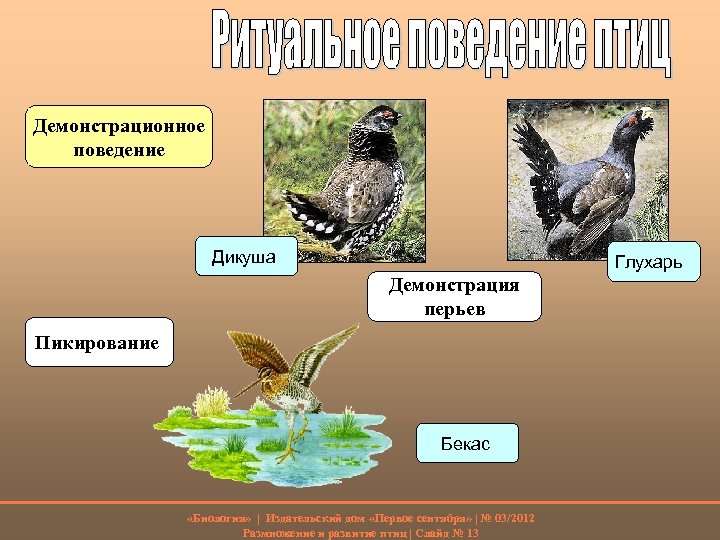 Демонстрационное поведение Дикуша Глухарь Демонстрация перьев Пикирование Бекас «Биология» | Издательский дом «Первое сентября»
