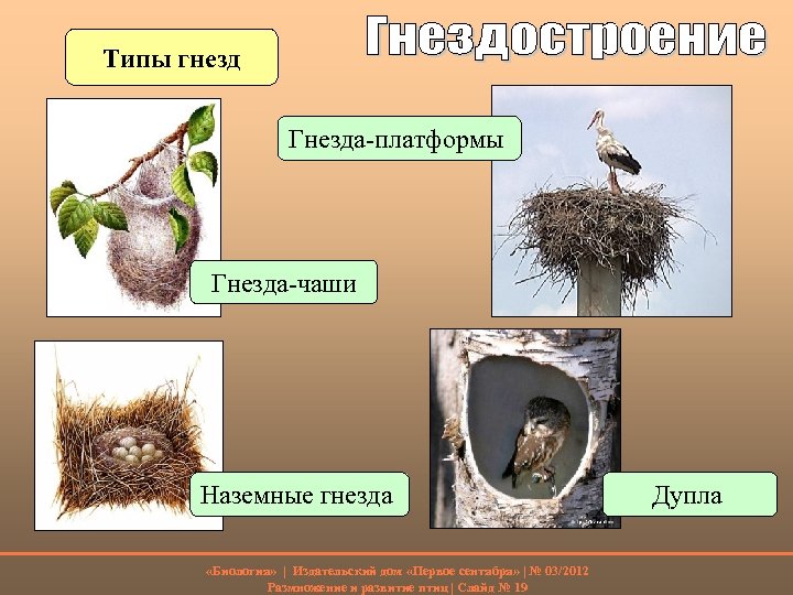 Гнезда птиц фото и названия для детей