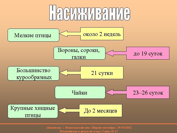 Годовой жизненный цикл млекопитающих презентация