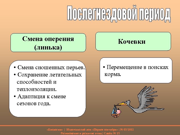 Смена оперения (линька) • Смена сношенных перьев. • Сохранение летательных способностей и теплоизоляции. •
