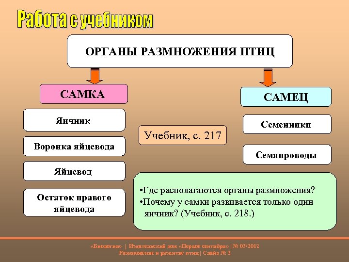 ОРГАНЫ РАЗМНОЖЕНИЯ ПТИЦ САМКА САМЕЦ Яичник Воронка яйцевода Семенники Учебник, с. 217 Семяпроводы Яйцевод