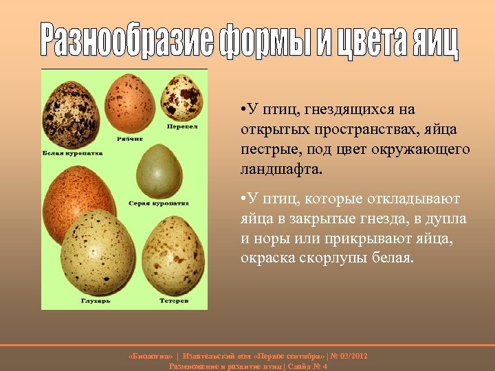  • У птиц, гнездящихся на открытых пространствах, яйца пестрые, под цвет окружающего ландшафта.