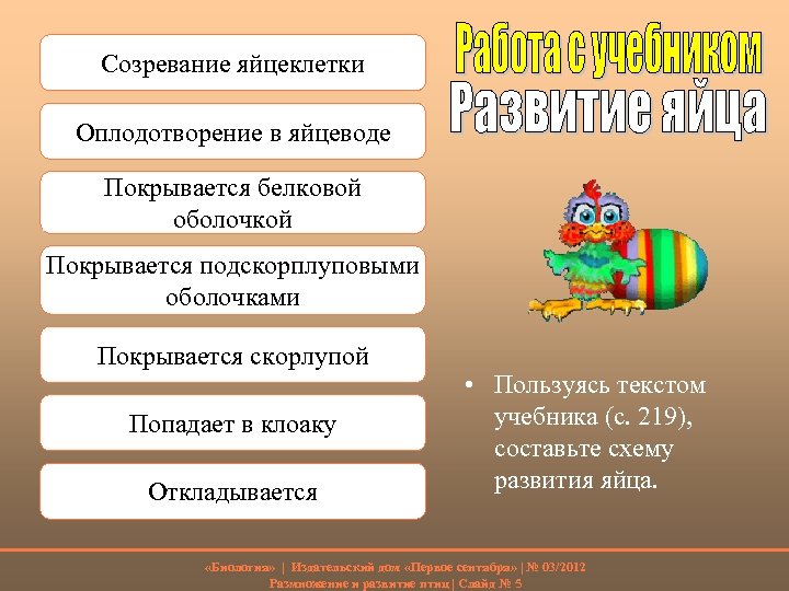 Созревание яйцеклетки Оплодотворение в яйцеводе Покрывается белковой оболочкой Покрывается подскорплуповыми оболочками Покрывается скорлупой Попадает