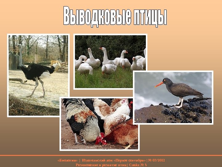  «Биология» | Издательский дом «Первое сентября» | № 03/2012 Размножение и развитие птиц
