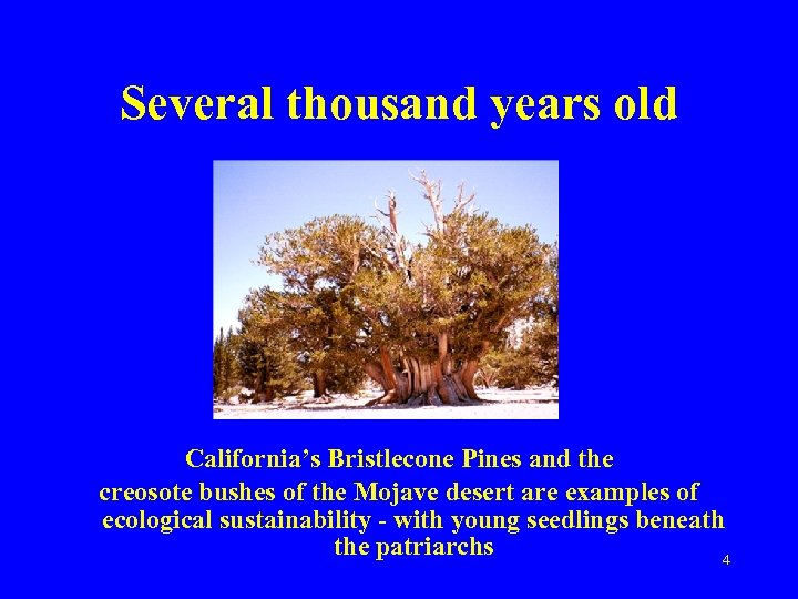 Several thousand years old California’s Bristlecone Pines and the creosote bushes of the Mojave