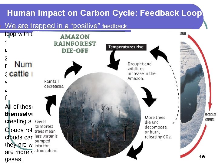 l l l l Human Impact on Carbon Cycle: Feedback Loops We are trapped