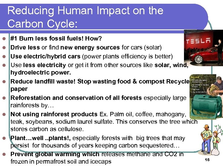 Reducing Human Impact on the Carbon Cycle: l l l l l #1 Burn