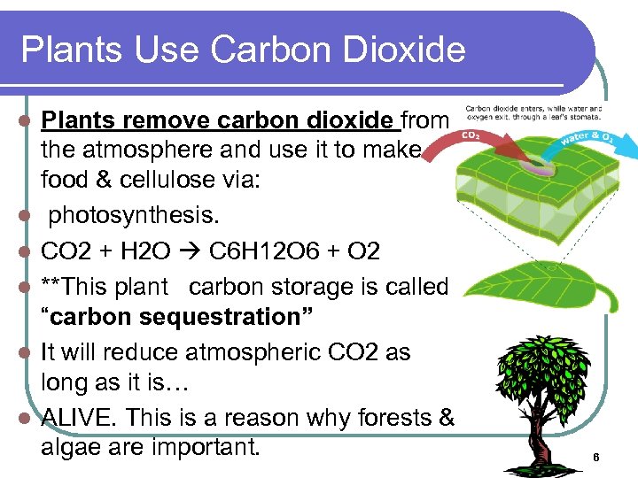 Plants Use Carbon Dioxide l l l Plants remove carbon dioxide from the atmosphere