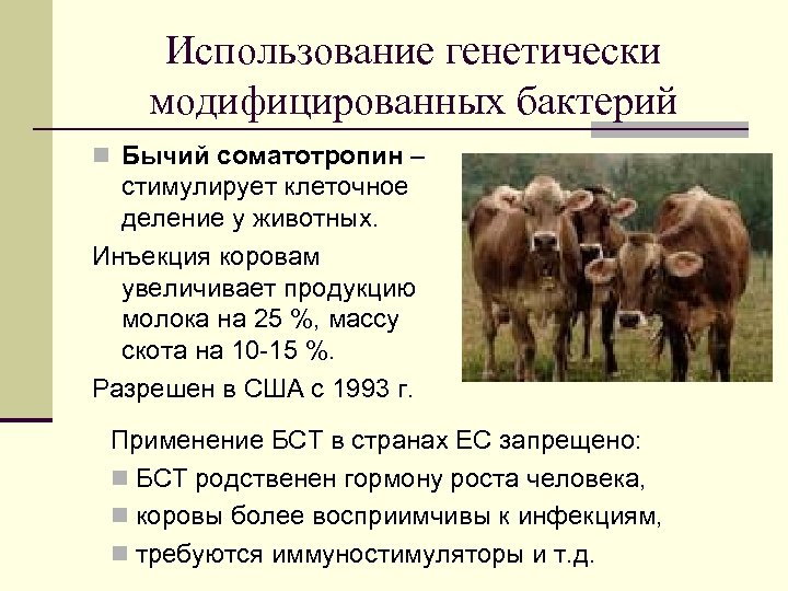 Использование генетически модифицированных бактерий n Бычий соматотропин – стимулирует клеточное деление у животных. Инъекция