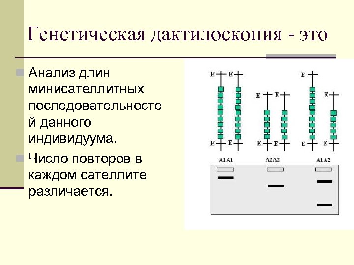 Генетическая дактилоскопия - это n Анализ длин минисателлитных последовательносте й данного индивидуума. n Число