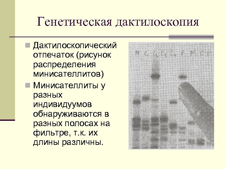 Генетическая дактилоскопия n Дактилоскопический отпечаток (рисунок распределения минисателлитов) n Минисателлиты у разных индивидуумов обнаруживаются