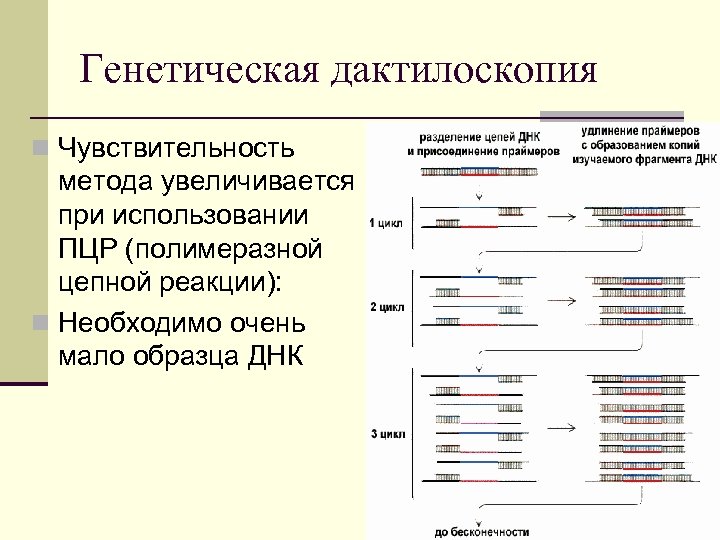 Генетическая дактилоскопия n Чувствительность метода увеличивается при использовании ПЦР (полимеразной цепной реакции): n Необходимо