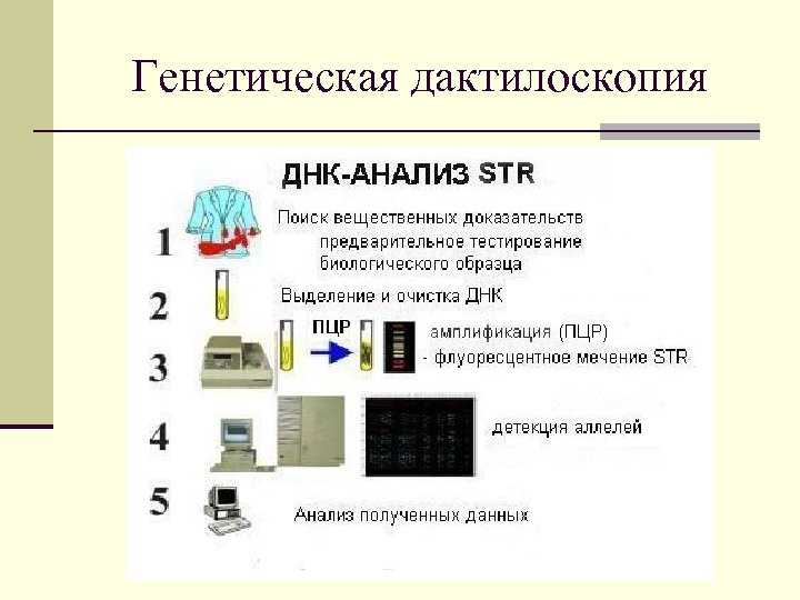 Генетическая дактилоскопия 