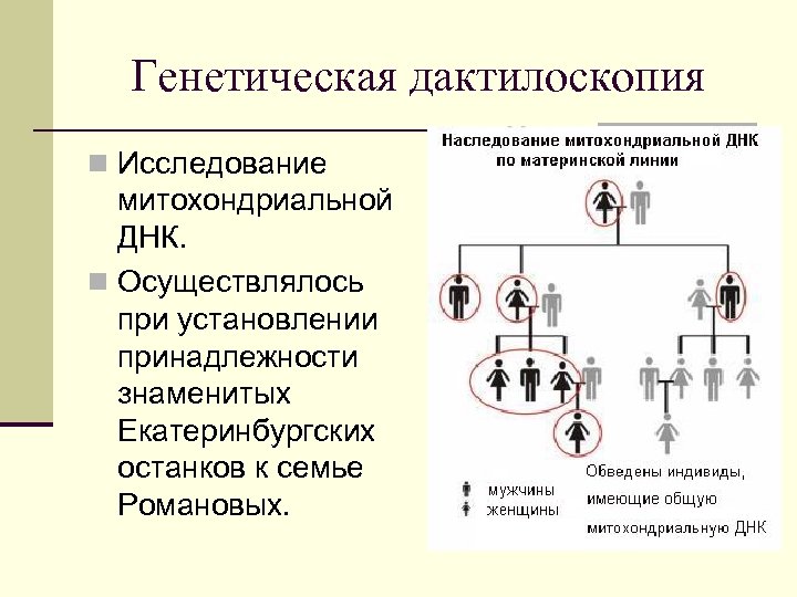 Генетическая дактилоскопия n Исследование митохондриальной ДНК. n Осуществлялось при установлении принадлежности знаменитых Екатеринбургских останков