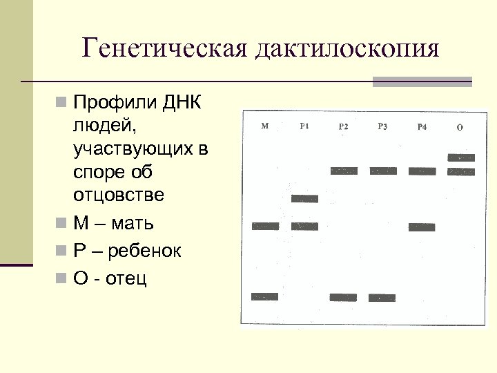 Генетическая дактилоскопия n Профили ДНК людей, участвующих в споре об отцовстве n М –