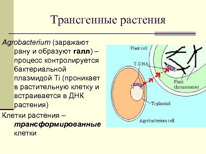 Трансгенные растения Agrobacterium (заражают рану и образуют галл) – процесс контролируется бактериальной плазмидой Ti