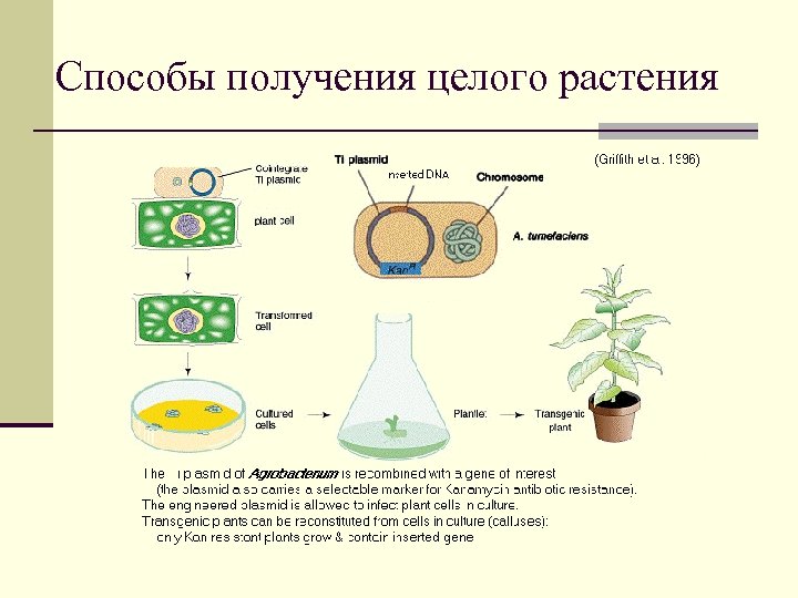 Способы получения целого растения 