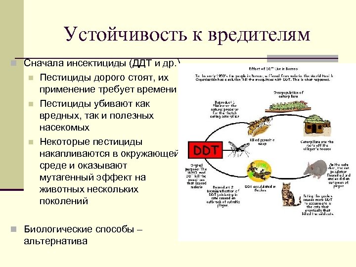 Устойчивость к вредителям n Сначала инсектициды (ДДТ и др. ) n n n Пестициды