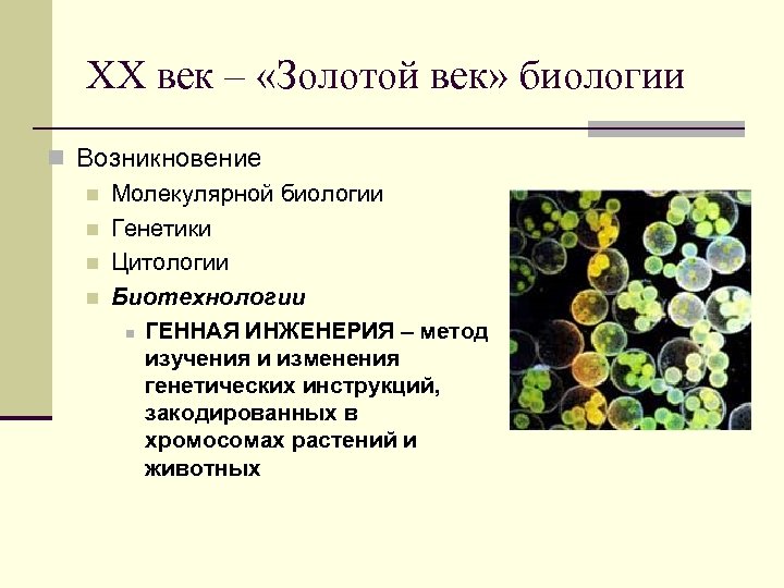 XX век – «Золотой век» биологии n Возникновение n Молекулярной биологии n Генетики n