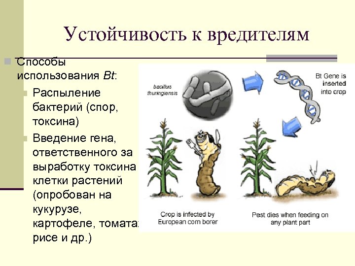 Устойчивость к вредителям n Способы использования Bt: n Распыление бактерий (спор, токсина) n Введение