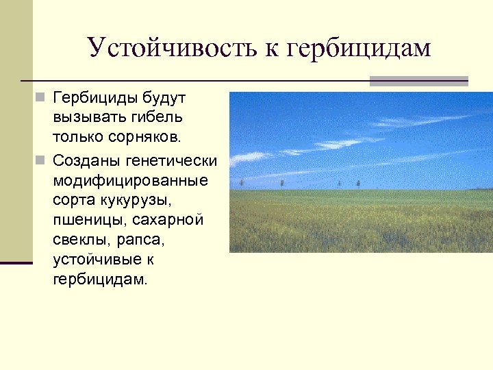 Устойчивость к гербицидам n Гербициды будут вызывать гибель только сорняков. n Созданы генетически модифицированные