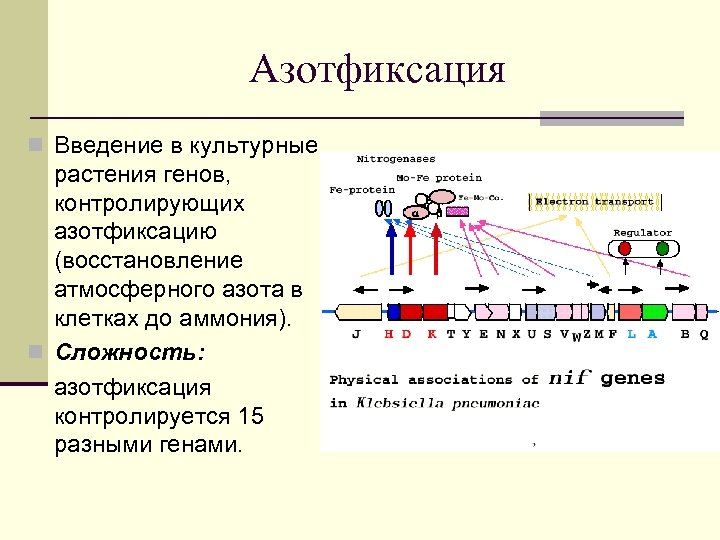 Азотфиксация n Введение в культурные растения генов, контролирующих азотфиксацию (восстановление атмосферного азота в клетках