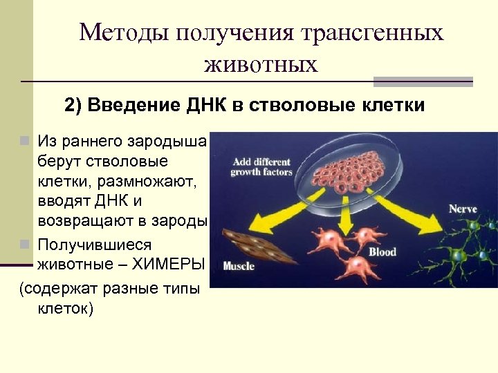 Методы получения трансгенных животных 2) Введение ДНК в стволовые клетки n Из раннего зародыша