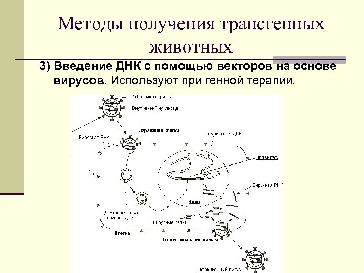 Методы получения трансгенных животных 3) Введение ДНК с помощью векторов на основе вирусов. Используют