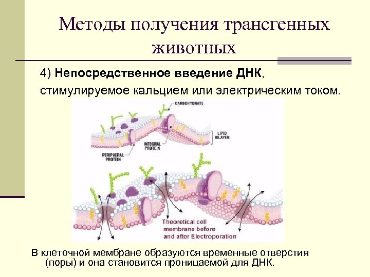 Методы получения трансгенных животных 4) Непосредственное введение ДНК, стимулируемое кальцием или электрическим током. В