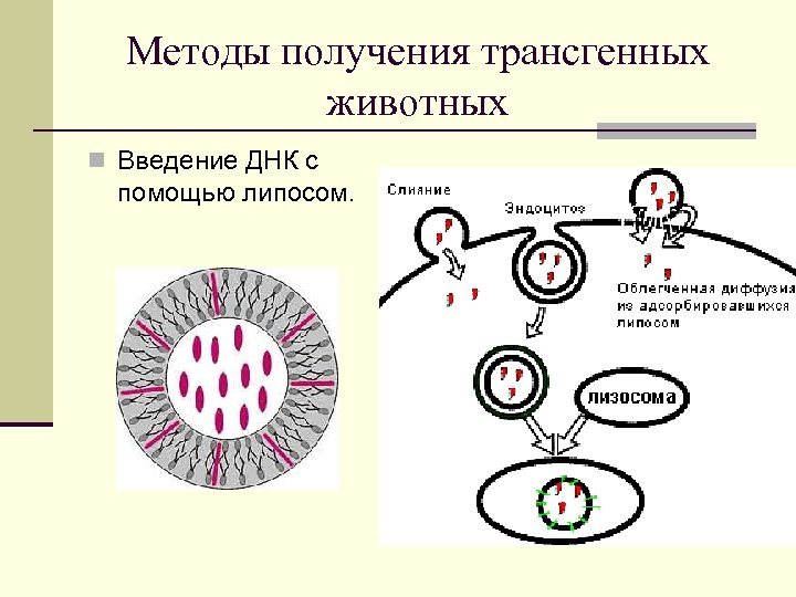 Методы получения трансгенных животных n Введение ДНК с помощью липосом. 