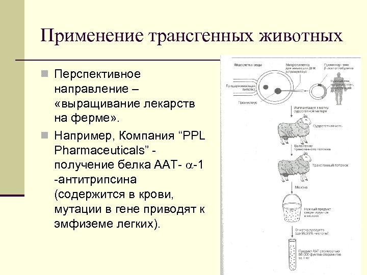 Применение трансгенных животных n Перспективное направление – «выращивание лекарств на ферме» . n Например,