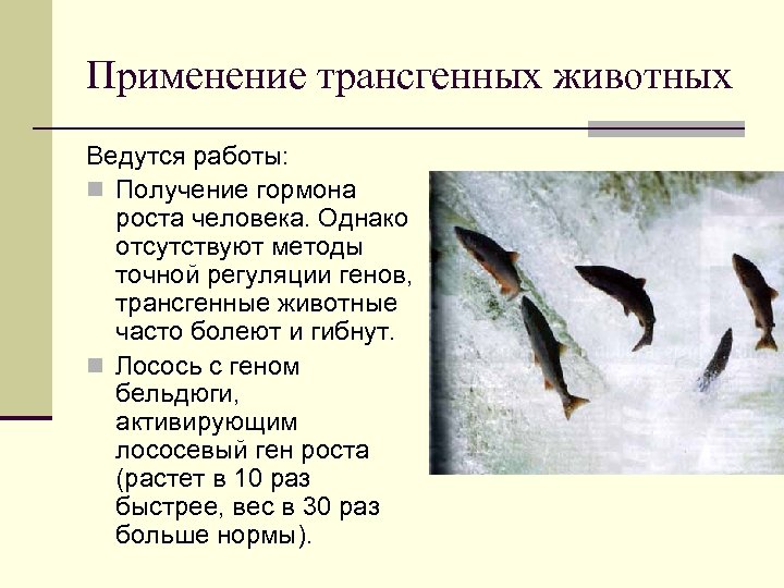 Применение трансгенных животных Ведутся работы: n Получение гормона роста человека. Однако отсутствуют методы точной