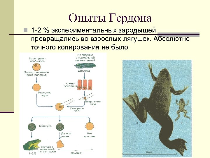 Опыты Гердона n 1 -2 % экспериментальных зародышей превращались во взрослых лягушек. Абсолютно точного
