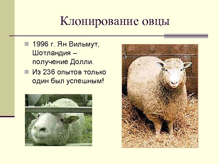 Клонирование овцы n 1996 г. Ян Вильмут, Шотландия – получение Долли. n Из 236