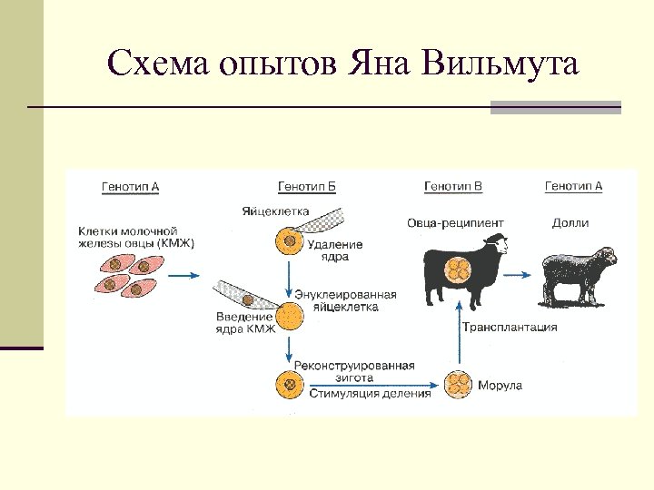 Схема опытов Яна Вильмута 