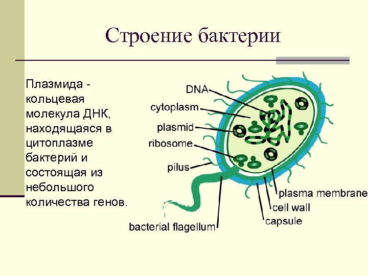 Строение бактерии Плазмида - кольцевая молекула ДНК, находящаяся в цитоплазме бактерий и состоящая из