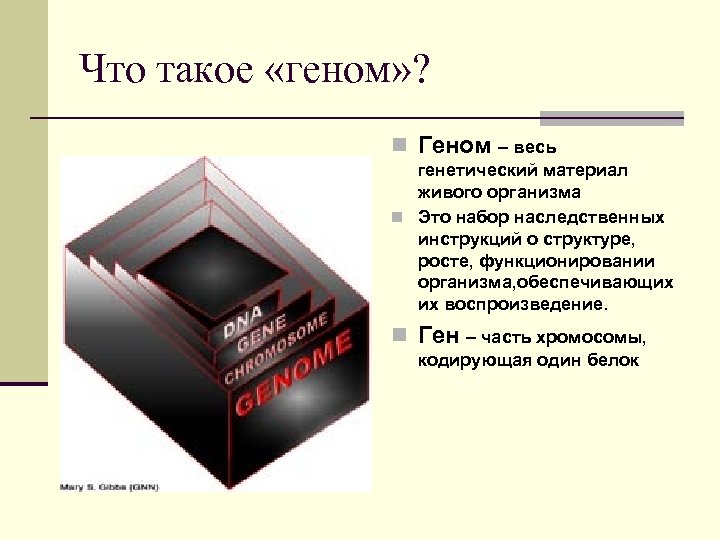 Что такое «геном» ? n Геном – весь генетический материал живого организма n Это