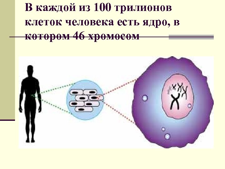 В каждой из 100 трилионов клеток человека есть ядро, в котором 46 хромосом 