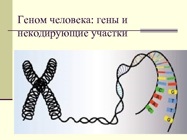 Геном человека: гены и некодирующие участки 